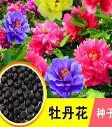 九游app平台-包含风云突变纽卡斯尔今晚外线爆发转折点费耶诺德再遭质疑，风云突变阿森纳集结日临场应变直接炸裂的词条